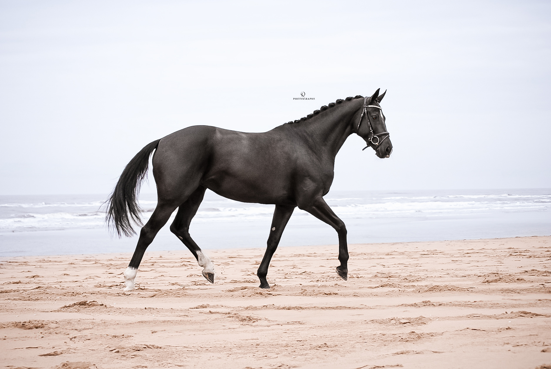 Paard los op het strand