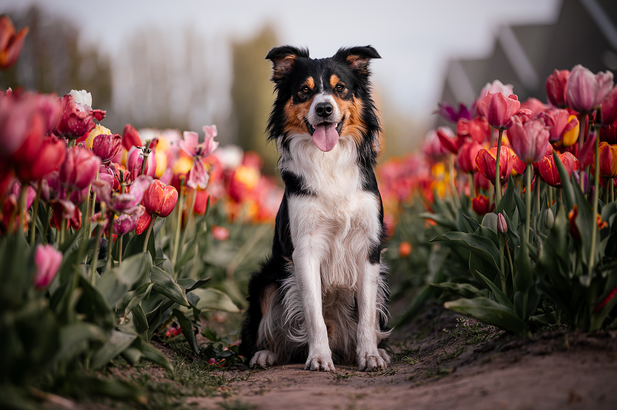 Hond tussen de tulpenvelden